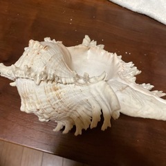 貝の置物の画像