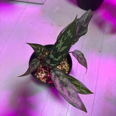 観葉植物　アグラオネマ　マリアの画像
