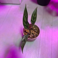 観葉植物　アグラオネマ　マリアの画像