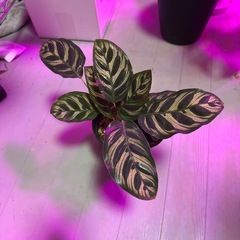 観葉植物　カラテア　マコヤナの画像