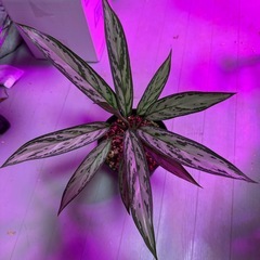 観葉植物　アグラオネマ　シルバークイーンの画像