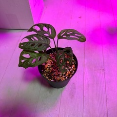観葉植物　マドカズラの画像