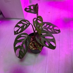 観葉植物　マドカズラの画像
