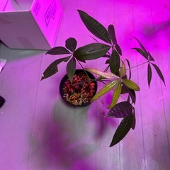 観葉植物　パキラの画像