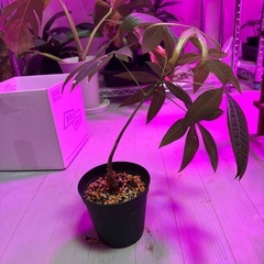 観葉植物　パキラの画像