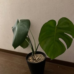 【取引中】観葉植物　モンステラの画像