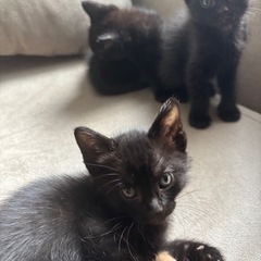 子猫 里親募集