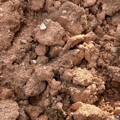 赤土　の画像