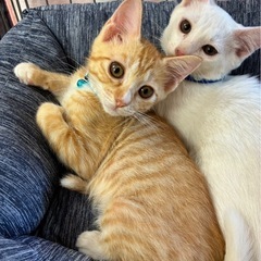 💛生後2ヶ月のモカくん里親様募集🧡