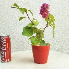 ブーゲンビリア赤の画像