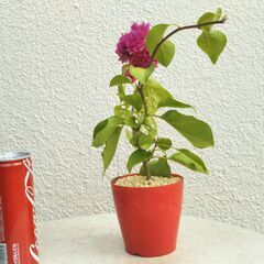 ブーゲンビリア赤の画像