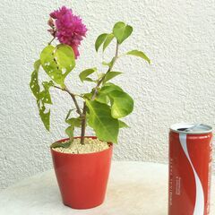 ブーゲンビリア赤の画像