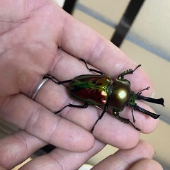ニジイロクワガタ ノーマルペア 3匹 の画像