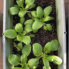 菜園プランター710型の画像