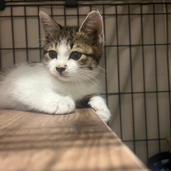 キジ白　2ヶ月子猫