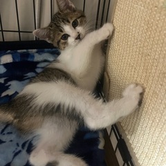 キジ白　2ヶ月子猫