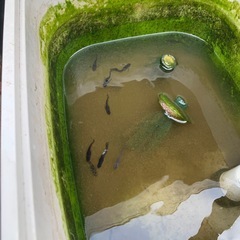 晴信めだか10匹の画像