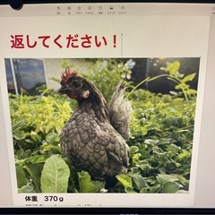 2025年９月１９日(8時30分頃)庭で朝の日光浴中のチャ…