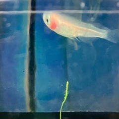 紅ほっぺ稚魚　5匹の画像