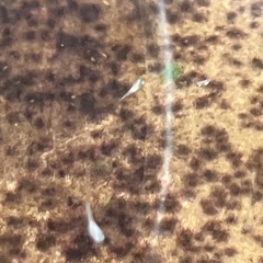 紅ほっぺ稚魚　5匹の画像