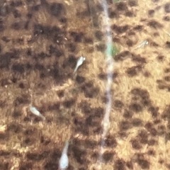 紅ほっぺ稚魚　5匹の画像