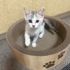保護猫ちゃんです。