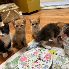可愛い😍過ぎる4匹の子猫と子育て上手なママ猫家族❗️