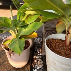 ミニバナナ鉢植えの画像
