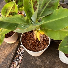 ミニバナナ鉢植えの画像