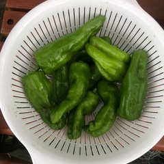[連休限定]無農薬　ピーマン　採れたて　202510121の画像