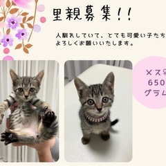 ♡里親募集♡