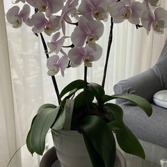 胡蝶蘭高さ57センチの画像