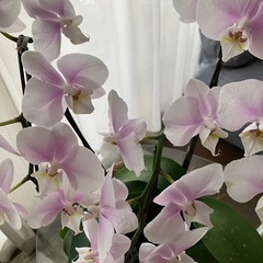 胡蝶蘭高さ57センチの画像