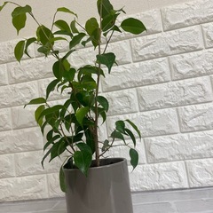 観葉植物(フィカス　ベンジャミン)の画像