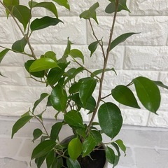 観葉植物(フィカス　ベンジャミン)の画像