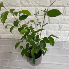 観葉植物(フィカス　ベンジャミン)の画像