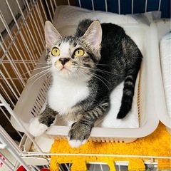 猫空✈️ペルシャMIX長毛黒ママ❣️の娘でマイマイ手袋の可愛いお...