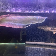 シルバーアロワナの画像