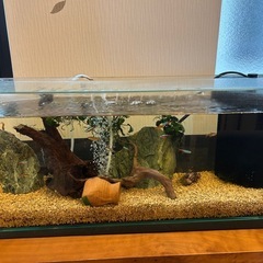 【取引者決定しました】熱帯魚　水槽一式の画像
