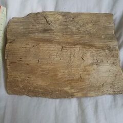 木の化石の画像