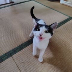 生後４か月の子猫の里親募集