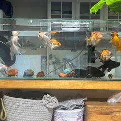 金魚　0円の画像