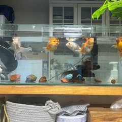 金魚　0円の画像