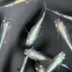 メダカ　極龍　15匹の画像