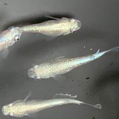メダカ　サンセット極龍　15匹の画像