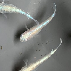 メダカ　サンセット極龍　15匹の画像