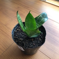 サンスベリアハニーの画像