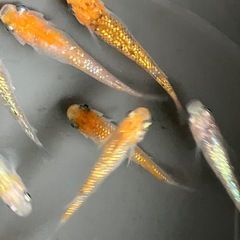 メダカ　夜桜　サファ王系　10匹の画像