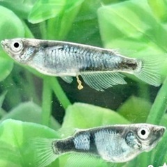 メダカ めだか🐟墨武 ボブ10匹の画像
