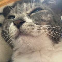 里親募集中